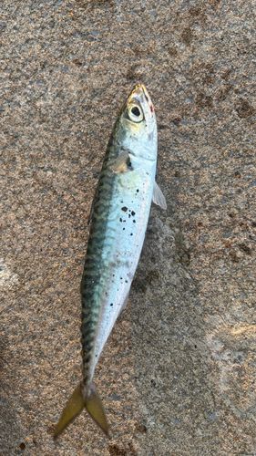 サバの釣果