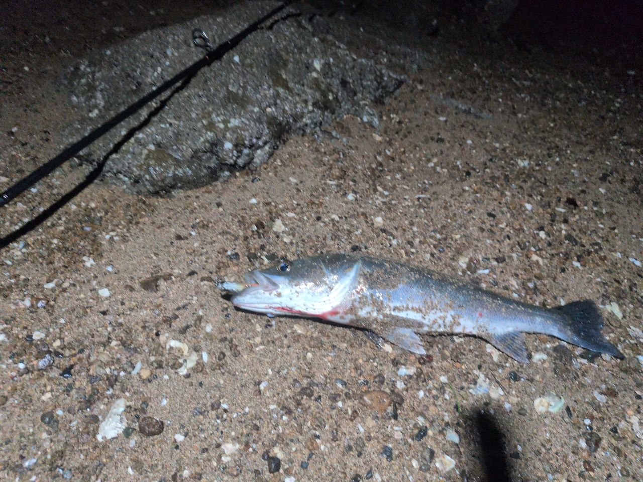 シーバスの釣果写真