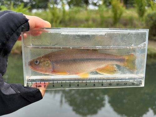 カワムツの釣果