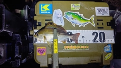 イサキの釣果