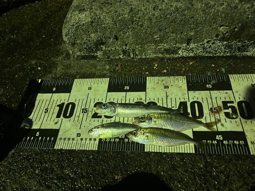 マアジの釣果