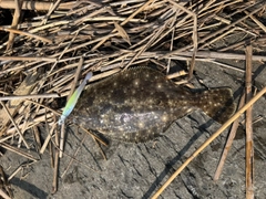 ソゲの釣果