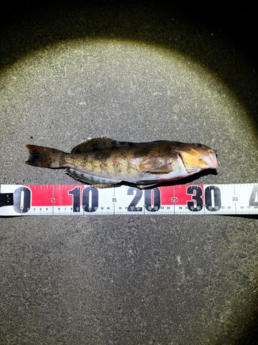 アイナメの釣果