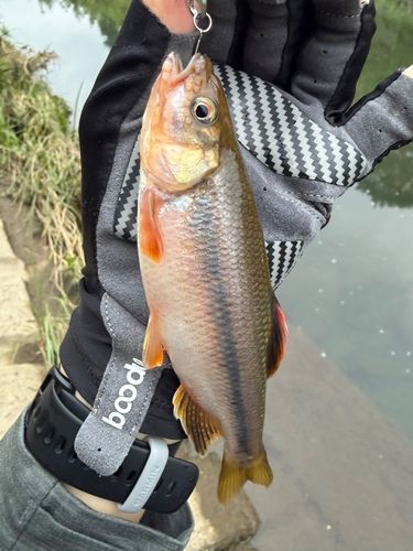 カワムツの釣果