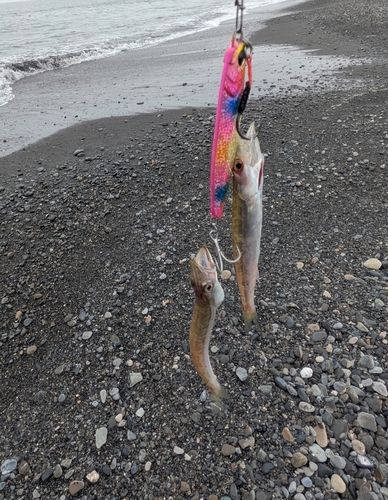 カマスの釣果