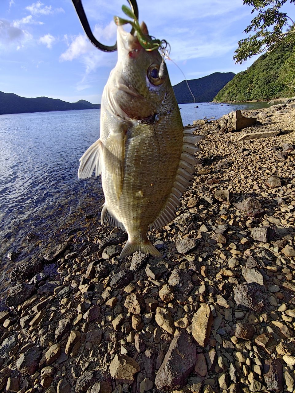 ミナミクロダイの釣果写真