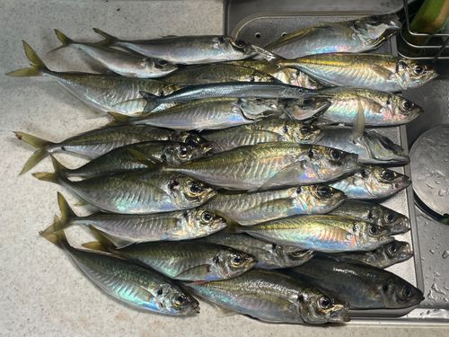 アジの釣果