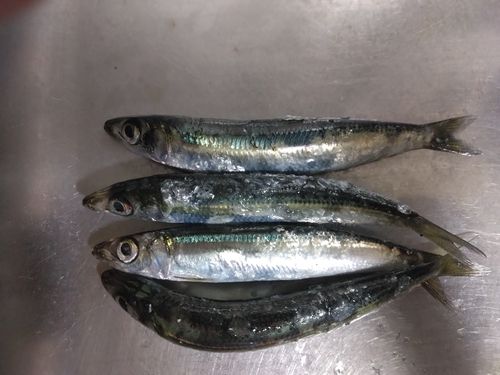 ウルメイワシの釣果