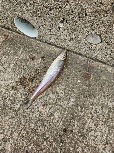 キスの釣果