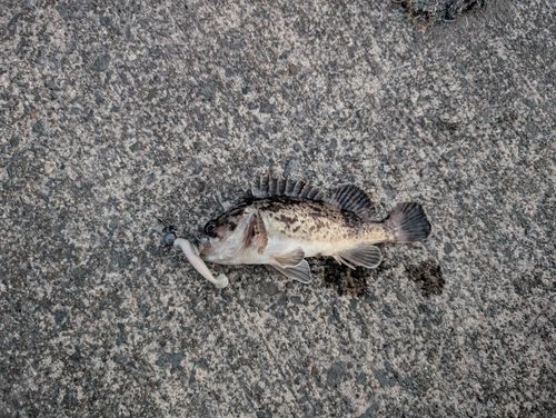 ソイの釣果
