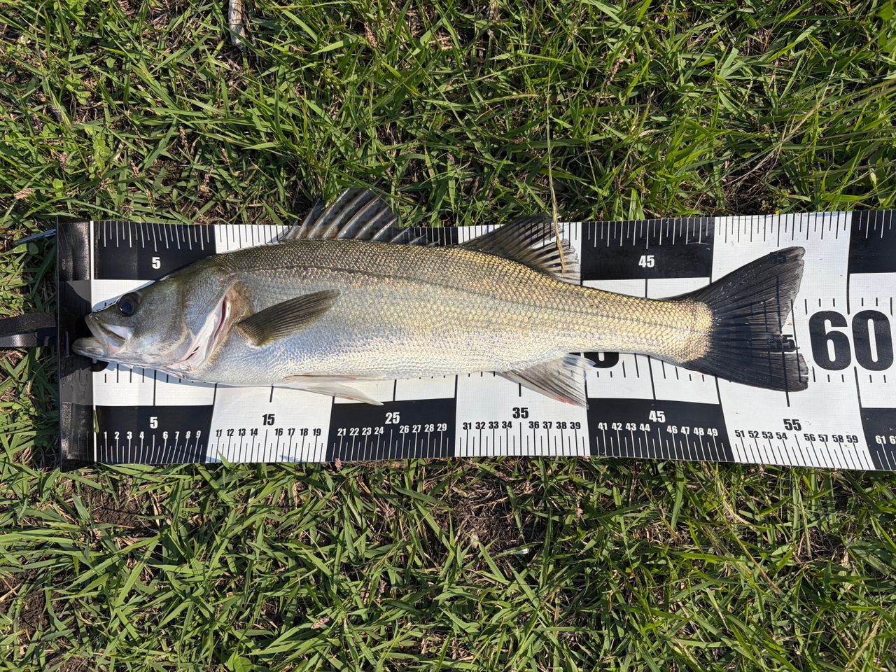 DAIWA 19ラテオ R 96Mの最安値・インプレ・釣果 | 本音の口コミが