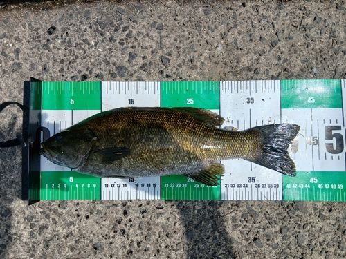 スモールマウスバスの釣果