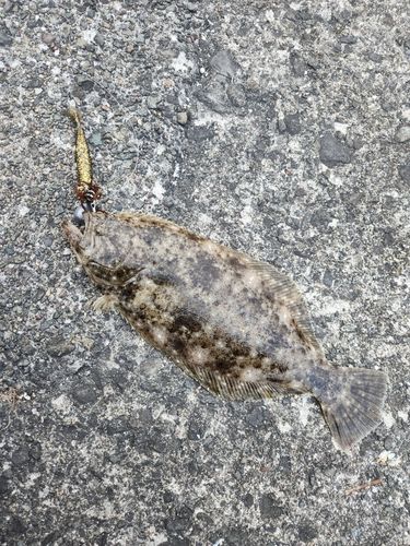 ヒラメの釣果
