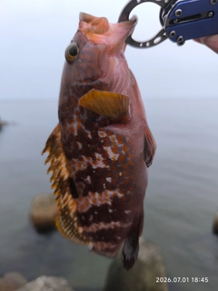 キジハタの釣果