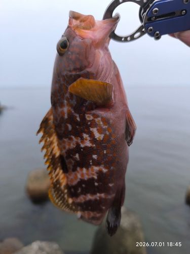 キジハタの釣果
