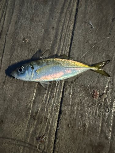 マアジの釣果