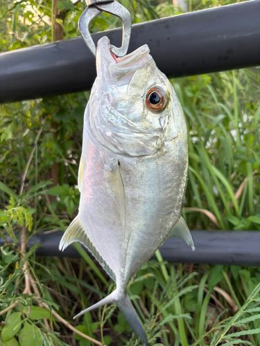メッキの釣果