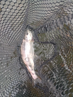 ヤマメの釣果