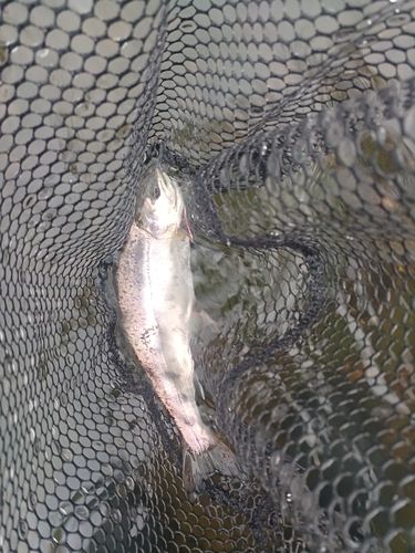 ヤマメの釣果