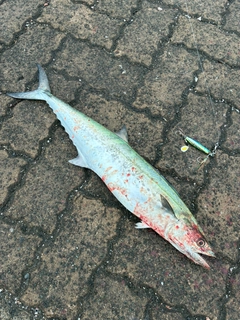 サゴシの釣果