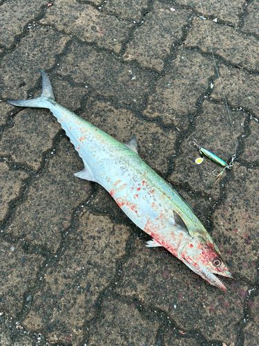 サゴシの釣果