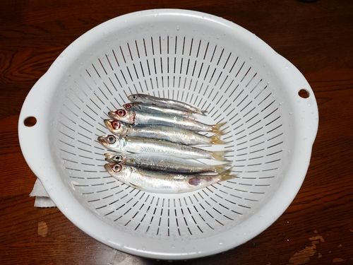 鹿島灘で釣れたイワシの釣り・釣果情報 - アングラーズ | 釣果600万件