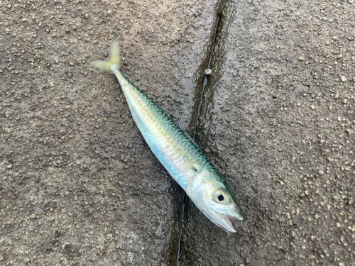 サバの釣果