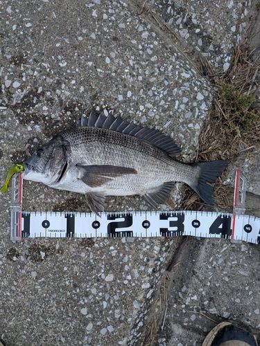 チヌの釣果