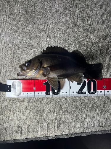 メバルの釣果