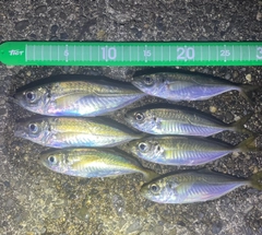 アジの釣果