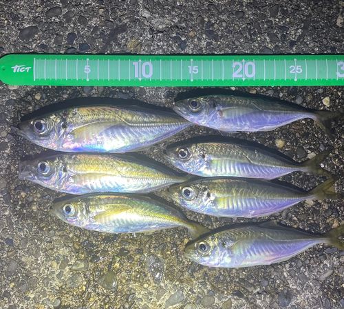 アジの釣果