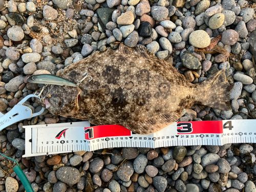 ヒラメの釣果