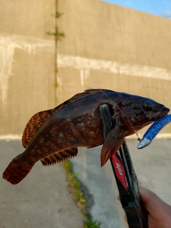 クジメの釣果