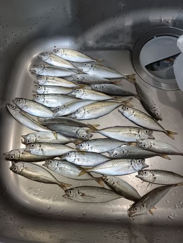 マアジの釣果