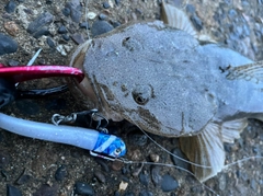 マゴチの釣果