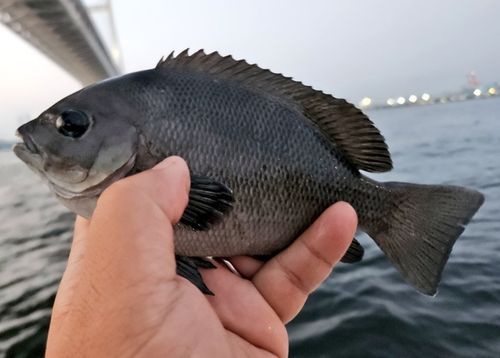 メジナの釣果