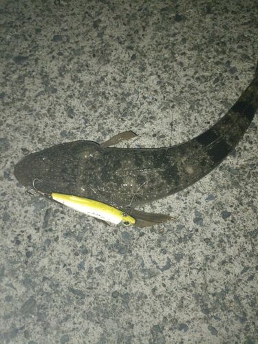 マゴチの釣果