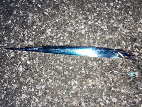 タチウオの釣果