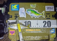 マアジの釣果