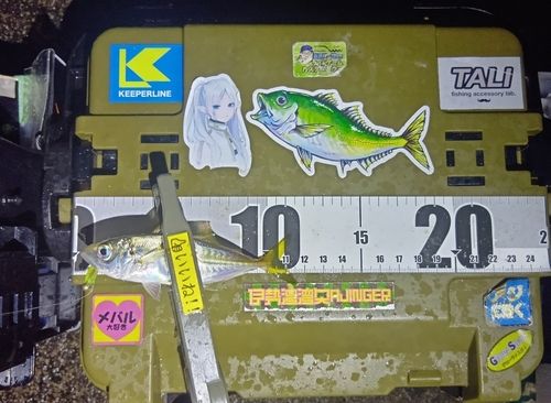 マアジの釣果