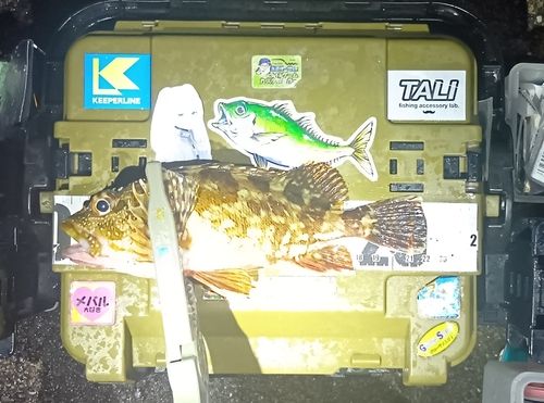 カサゴの釣果