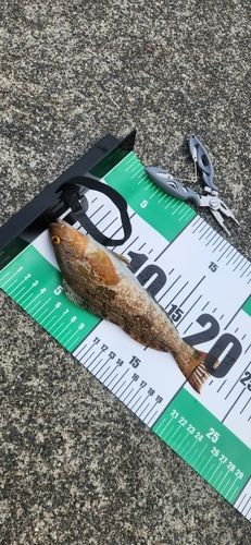 アイナメの釣果