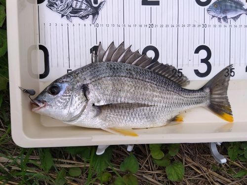 キビレの釣果