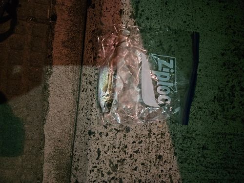 マアジの釣果