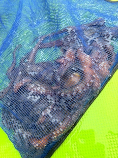 マダコの釣果