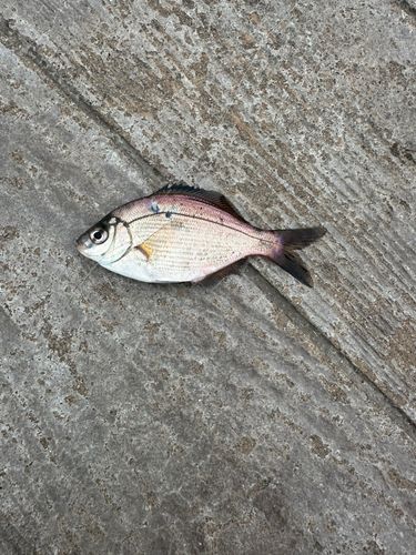 ウミタナゴの釣果