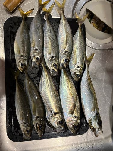 アジの釣果