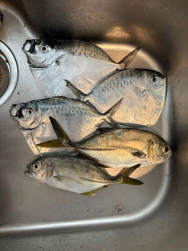 釣果
