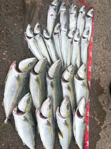 ハマチの釣果