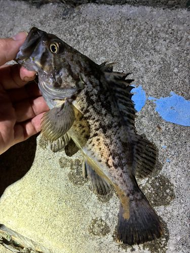 ソイの釣果